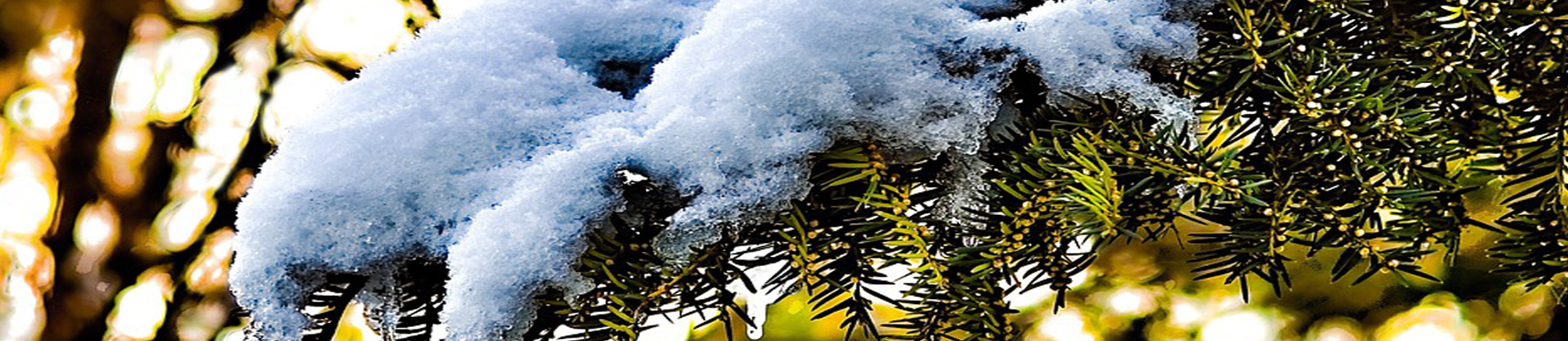 piante in inverno
